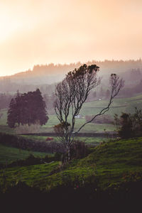 Trees on field against sky during sunset