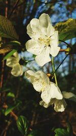 Close-up of flower