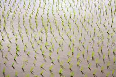 Full frame shot of plants