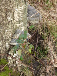 Full frame shot of tree