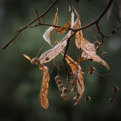 Close-up of dry leaves on branch