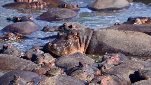 A pod of hippos, hippopotamus amphibius, huddle together in the mara river, masai mara, kenya.