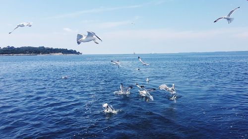 Seagulls flying over sea against sky