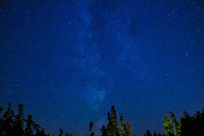 Low angle view of trees against star field at night