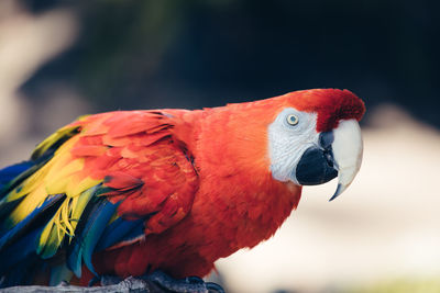 Close-up of a parrot, red and blue macaw