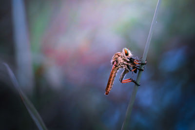 Close-up of insect on plant