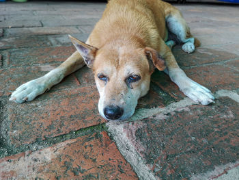 High angle view of dog resting on footpath