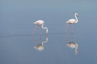 Flamingos in a lake