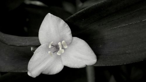 Close-up of flower blooming outdoors