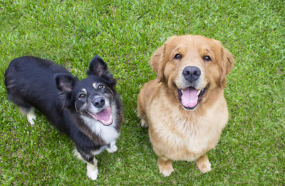 Portrait of dog sitting on grass