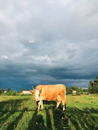 Horse in a field