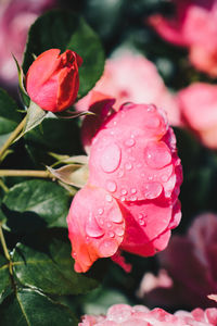 Close-up of wet pink roses blooming outdoors
