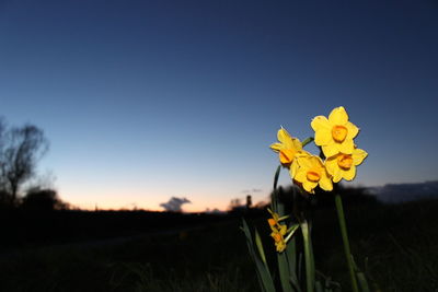 Close-up of flower blooming in field