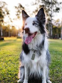 Portrait of dog on field