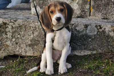 Portrait of puppy sitting against wall