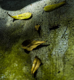 Close-up of yellow fish in water