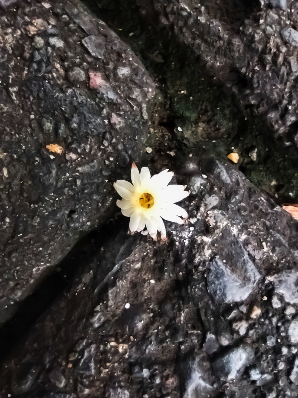 CLOSE-UP OF WHITE FLOWERING PLANT ON ROCKS