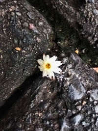 Close-up of white flowering plant on rock
