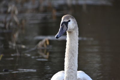 Close-up of swan swimming in lake