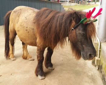 Horses standing in a horse