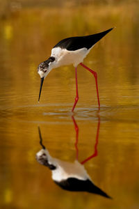 Side view of a bird in water