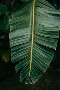 Close-up of palm tree