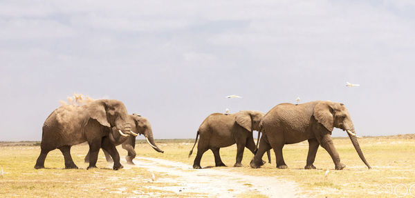 Elephant walking in a field