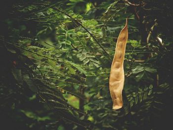 Close-up of a reptile on a tree