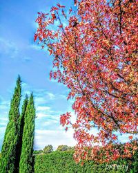 Low angle view of trees against blue sky