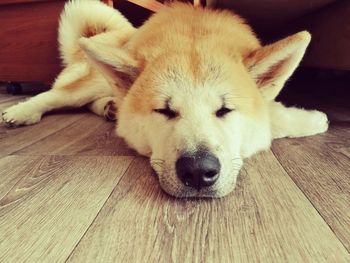 Close-up of dog lying on floor