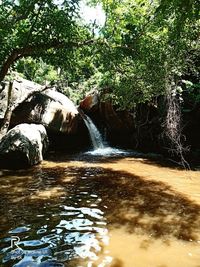 Scenic view of waterfall in forest