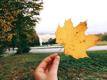 Close-up of hand holding maple leaves during autumn