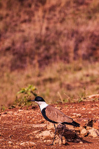 Close-up of bird perching on field