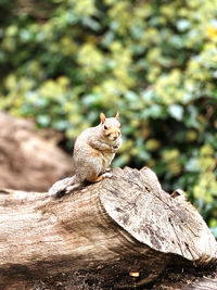 Squirrel on rock