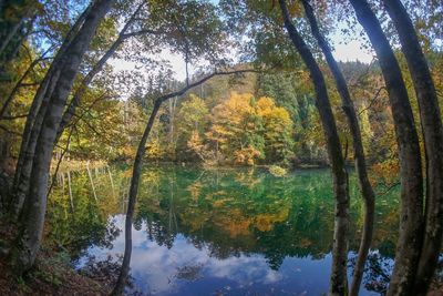 Trees by lake in forest during autumn