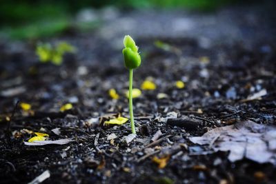 Close-up of small plant growing on field