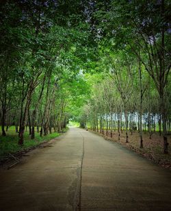 Empty road along trees in forest