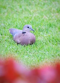 Close-up of a bird on field