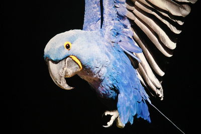 Close-up of bird against black background