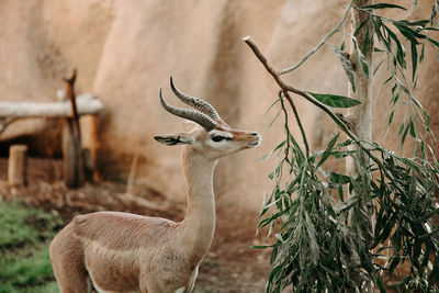 Deer standing on a land