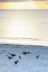 Birds flying over sea