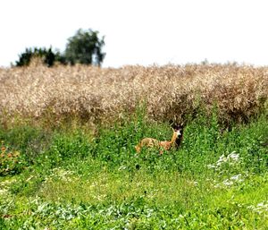 Goat grazing on grassy field