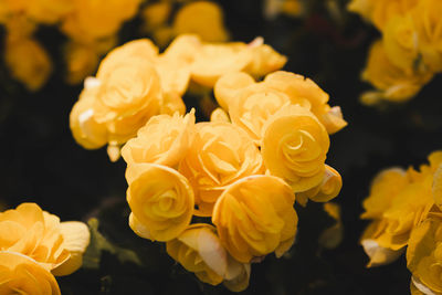 Close-up of yellow rose