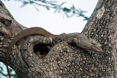 Close-up of lizard on tree trunk