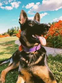 Close-up of a dog on field
