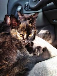 Cat resting on a car