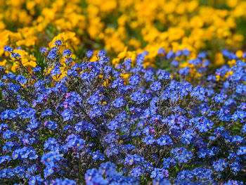 Full frame close up of blue flowers and blurred yellow flowers in distance