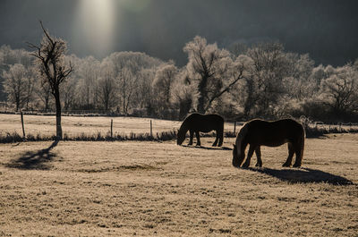 Horses on field against sky