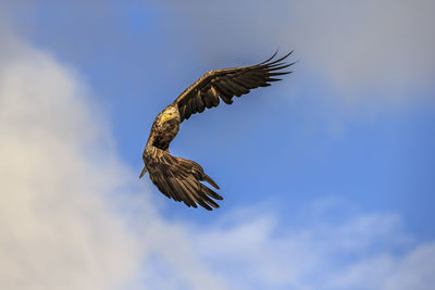 Low angle view of eagle flying in sky