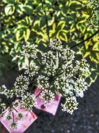 Close-up of flowering plant